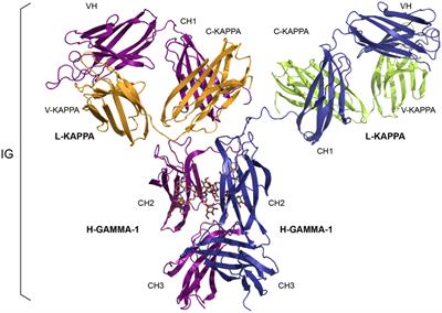 Immunoglobulin and T Cell Receptor Genes: IMGT® and the Birth and Rise of Immunoinformatics